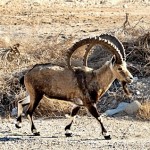 Bouquetin. יעל המטייל